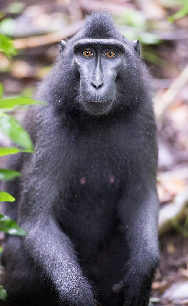 Tangkoko Batuangus Nature Reserve in northern Sulawesi