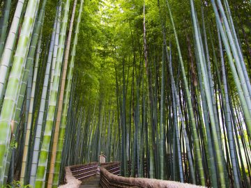 The Sagano Bamboo Forest in Arashiyama – on the outskirts of Koyto, Japan.