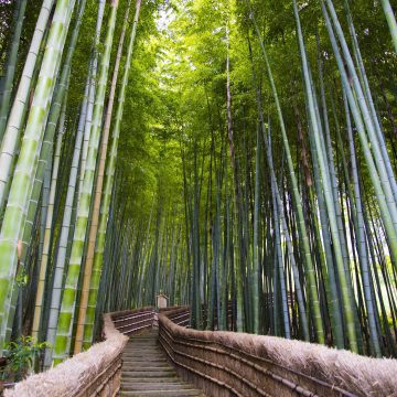 The Sagano Bamboo Forest in Arashiyama – on the outskirts of Koyto, Japan.