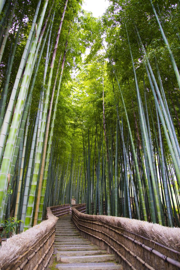 The Sagano Bamboo Forest in Arashiyama – on the outskirts of Koyto, Japan.