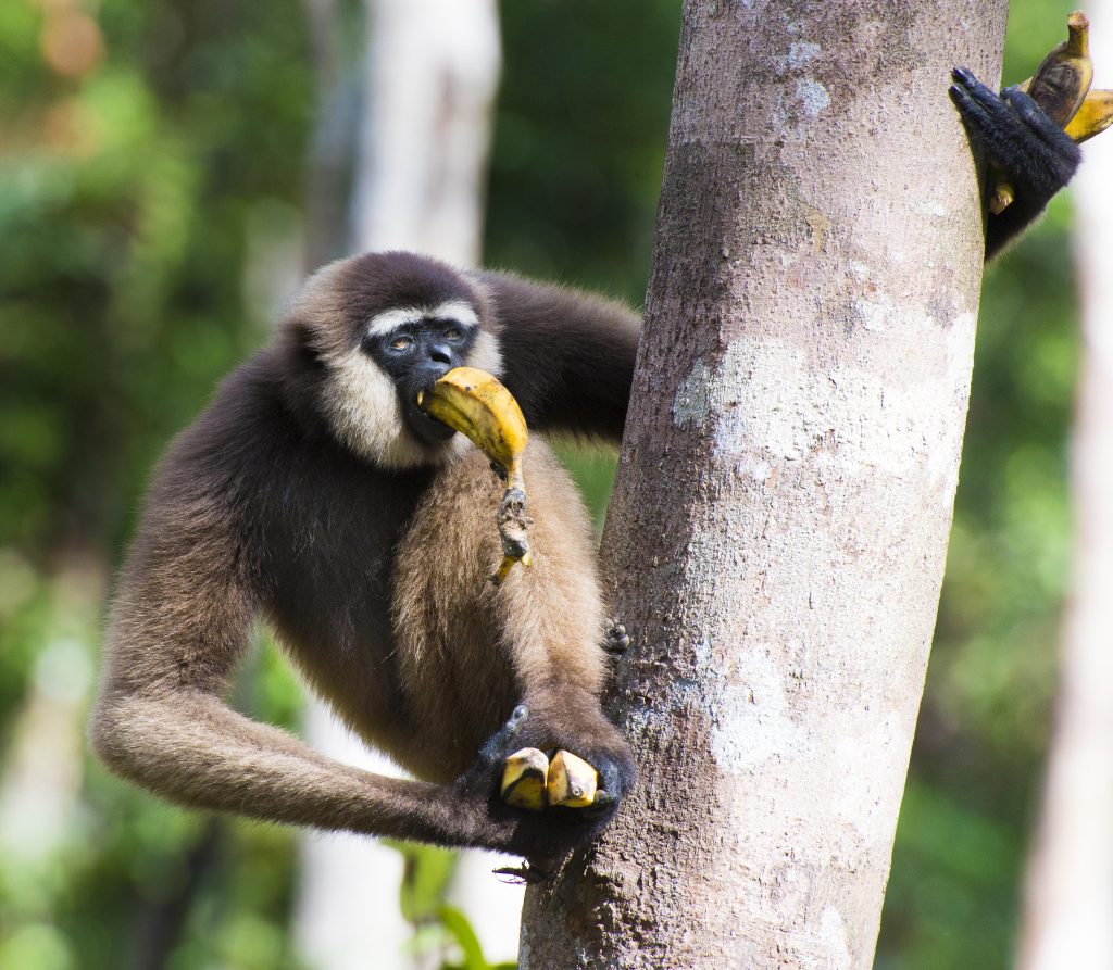 Camp Leakey in Kalimantan (Borneo), Indonesia.