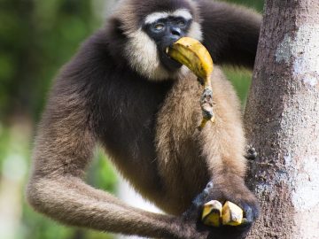 Camp Leakey in Kalimantan (Borneo), Indonesia.