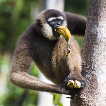 Camp Leakey in Kalimantan (Borneo), Indonesia.