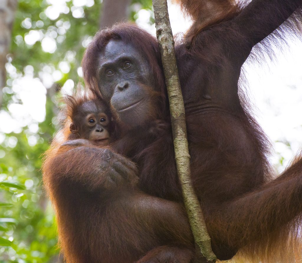 Camp Leakey in Kalimantan (Borneo), Indonesia.