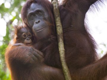 Camp Leakey in Kalimantan (Borneo), Indonesia.