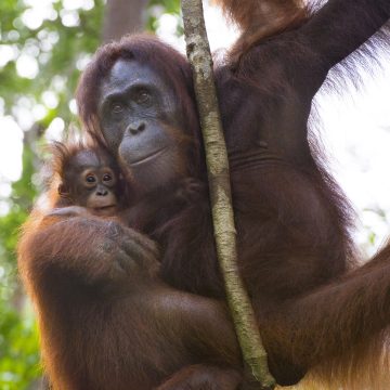 Camp Leakey in Kalimantan (Borneo), Indonesia.