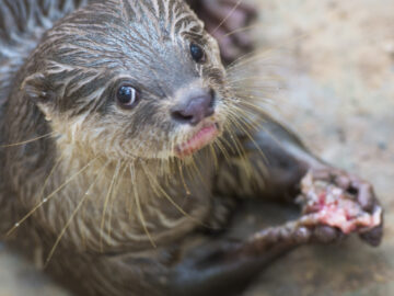 An otter gives me the evil eye at the Cu Chi Wildlife Rescue Station in Vietnam, near Ho Chi Minh City.