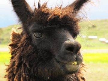 A cantankerous llama on a remote farmstead near the city of Puno, Peru.