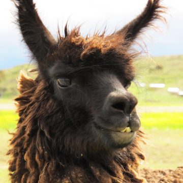 A cantankerous llama on a remote farmstead near the city of Puno, Peru.