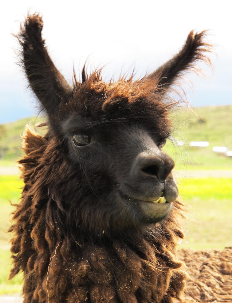 A cantankerous llama on a remote farmstead near the city of Puno, Peru.