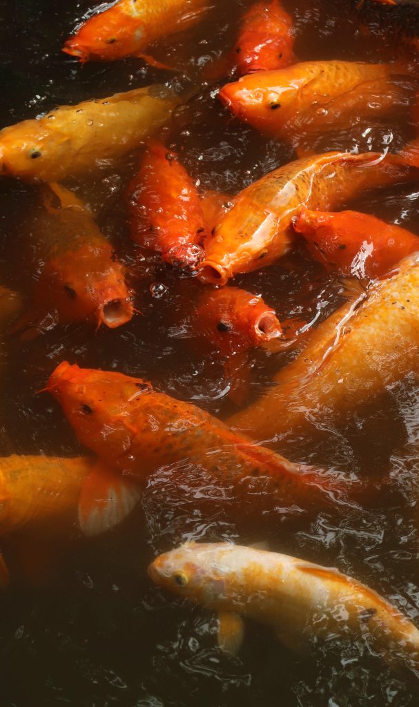 Koi carp fight over morsels of food in Yu Garden, Shanghai.