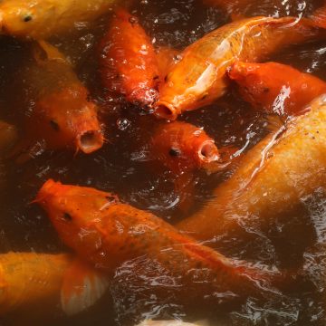 Koi carp fight over morsels of food in Yu Garden, Shanghai.