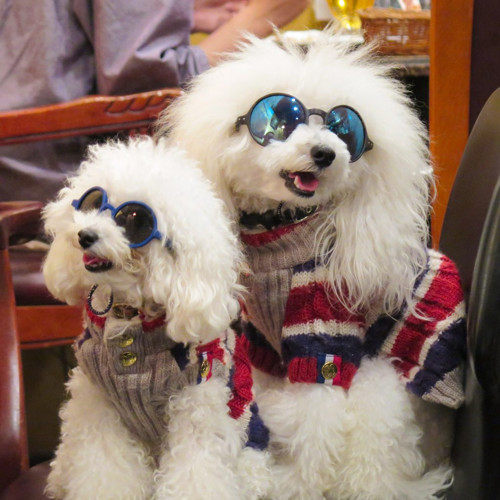 Dogs dressed in jumpers and sunglasses in downtown Osaka, Japan