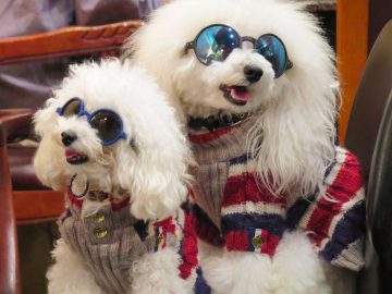 Dogs dressed in jumpers and sunglasses in downtown Osaka, Japan