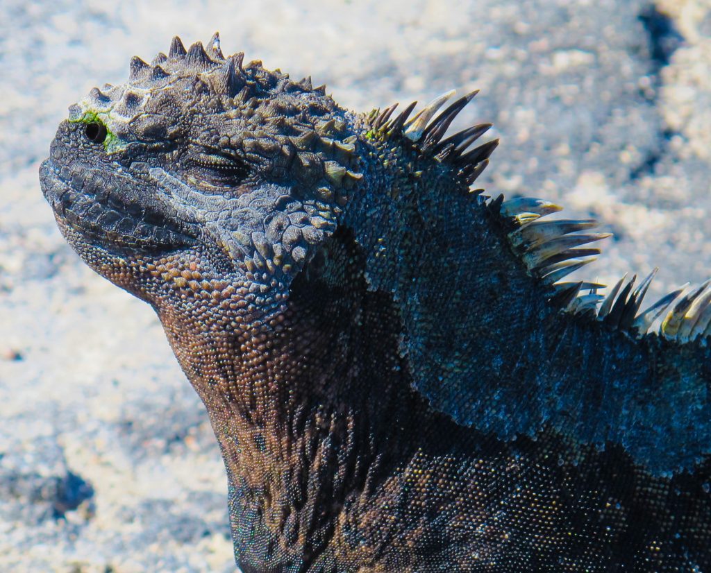 A marine iguana sunbathes in the Galápagos islands.