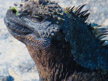 A marine iguana sunbathes in the Galápagos islands.