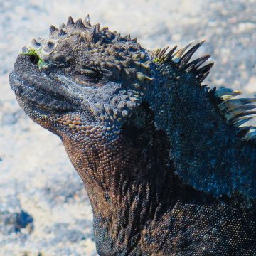 A marine iguana sunbathes in the Galápagos islands.