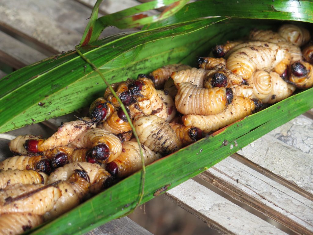 A meal of freshly picked witchetty grubs, roasted on an open fire.