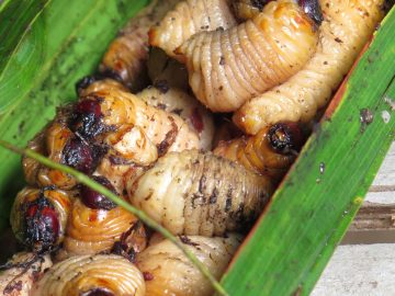 A meal of freshly picked witchetty grubs, roasted on an open fire.