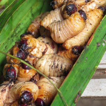 A meal of freshly picked witchetty grubs, roasted on an open fire.