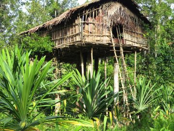 Journey to the Korowai treehouse jungle tribe, Papua, Indonesia