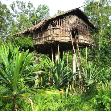 A Korowai tribe jungle treehouse, West Papua, Indonesia