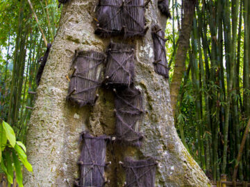 Behind each of the ragged panels on this ancient tree trunk is the grave of a dead child - a custom in Tana Toraja, Indonesia.