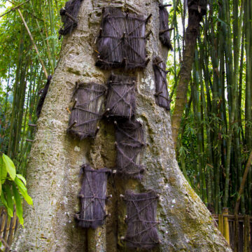 Behind each of the ragged panels on this ancient tree trunk is the grave of a dead child - a custom in Tana Toraja, Indonesia.