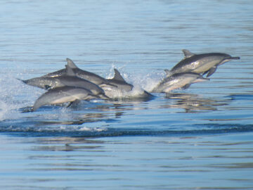 A pod of dolphins races past our boat as we leave Rinca island in Komodo National Park, Indonesia.