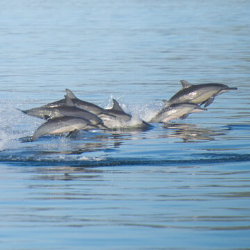 A pod of dolphins races past our boat as we leave Rinca island in Komodo National Park, Indonesia.