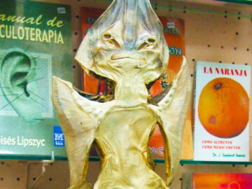 A Pez Diablo (devil fish), more commonly known as a Jenny Haniver, on display in a heath food store near the Zócalo in Mexico City.