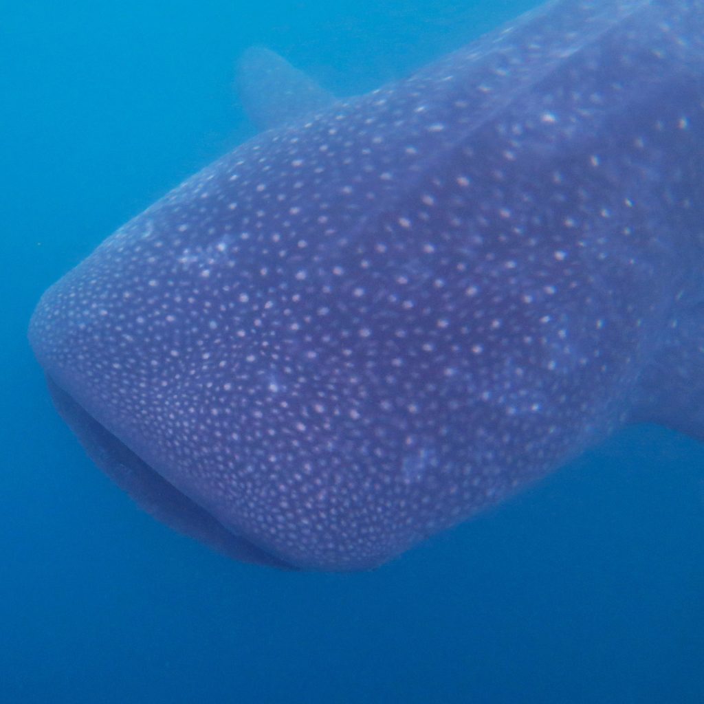 A whale shark in Donsol, the Philippines.