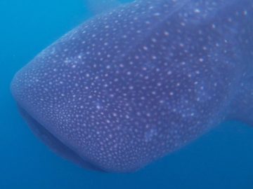 A whale shark in Donsol, the Philippines.