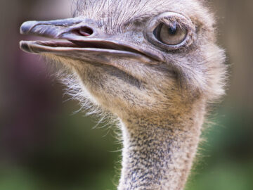 An ostrich gives me the evil eye in Jurong Bird Park, Singapore.