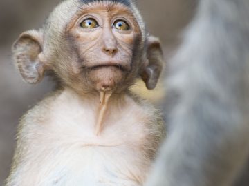 Monkey Buffet Festival in Lopburi, Thailand