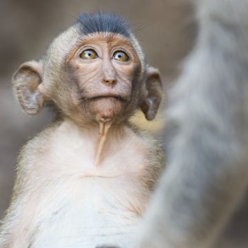 Monkey Buffet Festival in Lopburi, Thailand