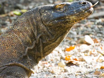 A wild Komodo dragon on Rinca, Indonesia.