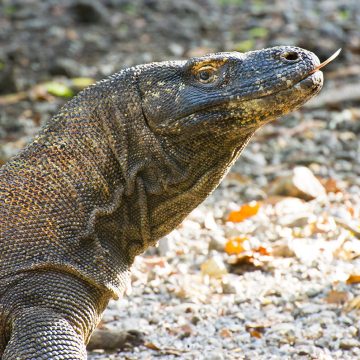 A wild Komodo dragon on Rinca, Indonesia.