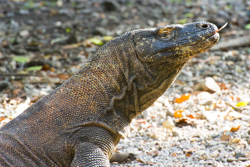 A wild Komodo dragon on Rinca, Indonesia.