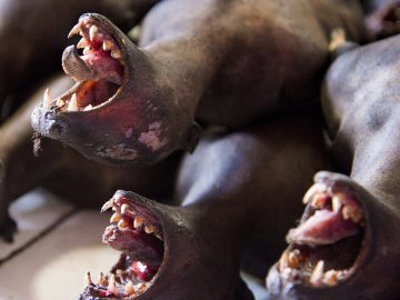 The Tomohon Extreme Market, near the city of Manado in Suawesi, Indonesia, is one of the world’s most notorious markets.