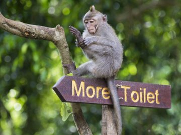 Mandala Suci Wenara Wana or Monkey Forest in Ubud, Bali, Indonesia.