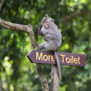 Mandala Suci Wenara Wana or Monkey Forest in Ubud, Bali, Indonesia.